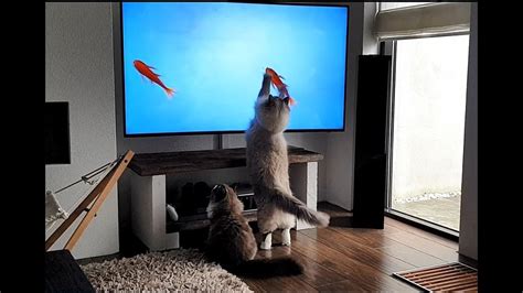 cat tv cats|caming television for cats.